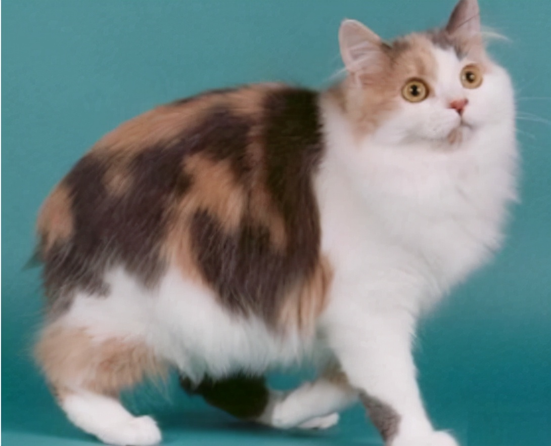 抵抗力好性格温顺的猫咪品种,英国短毛猫是一种聪明灵敏的猫