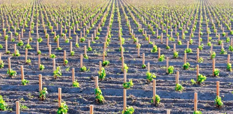 波尔多右岸名庄2005,波尔多右岸顶级名庄白马