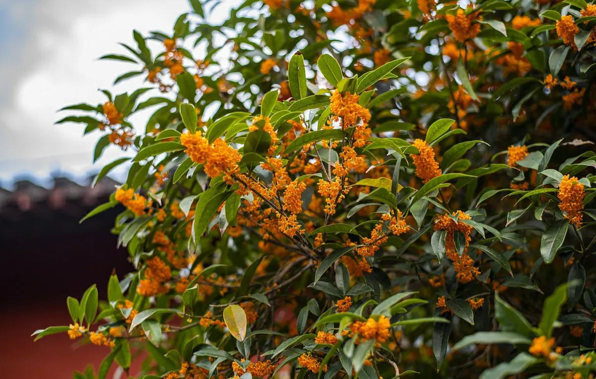 桂花叶片卷曲有黄点,桂花叶子弯曲是什么病