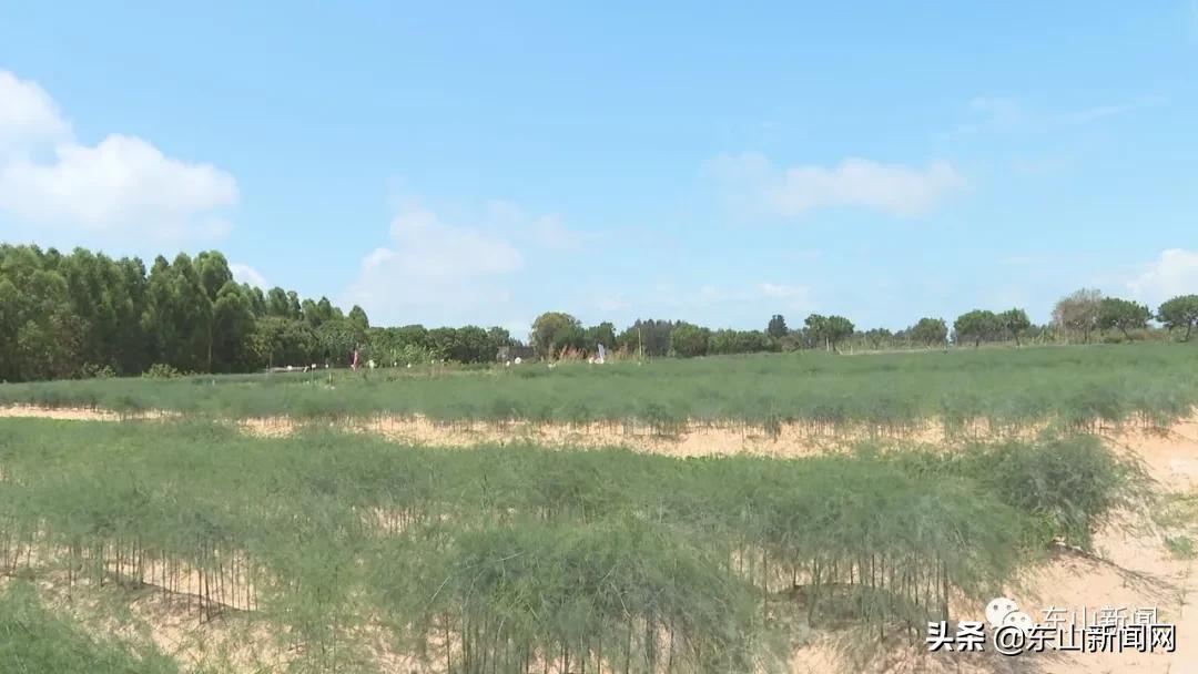 “云动力”让漳州东山这一产业焕发新活力