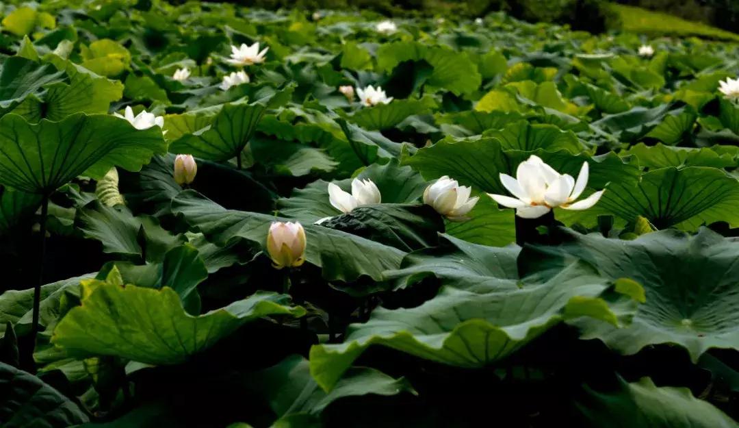 国庆7天去哪玩成都,国庆七天长假去哪里玩