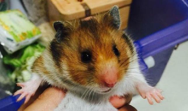 养可爱又粘人又胖胖的金丝熊,饲养金丝熊萌新须知