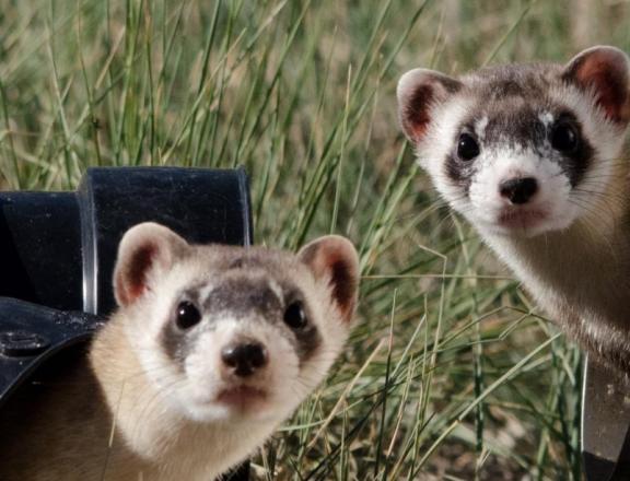 如何养好雪貂,怎么养雪貂