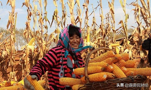 粮食价格那么低农民怎么赚钱,粮食价格低农民怎么活