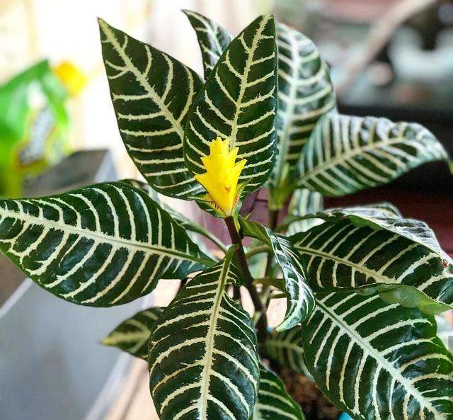 有创意的植物装饰,斑马万年青客厅绿植大盆栽