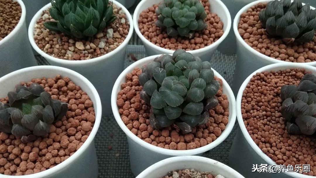 这位土豪家的渔场,光滤材就花了500多万,你确定不要见识一下?