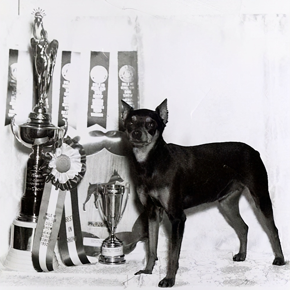 迷你杜宾犬是什么品种图片,迷你型杜宾犬的图片