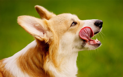 柯基吃什么牌子狗粮好,柯基狗粮性价比高的牌子