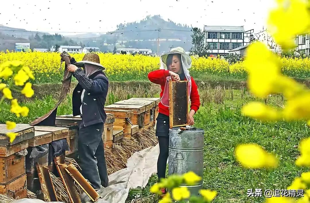 揭露蜂蜜作假的过程,假蜂蜜大行其道真蜜无人问津