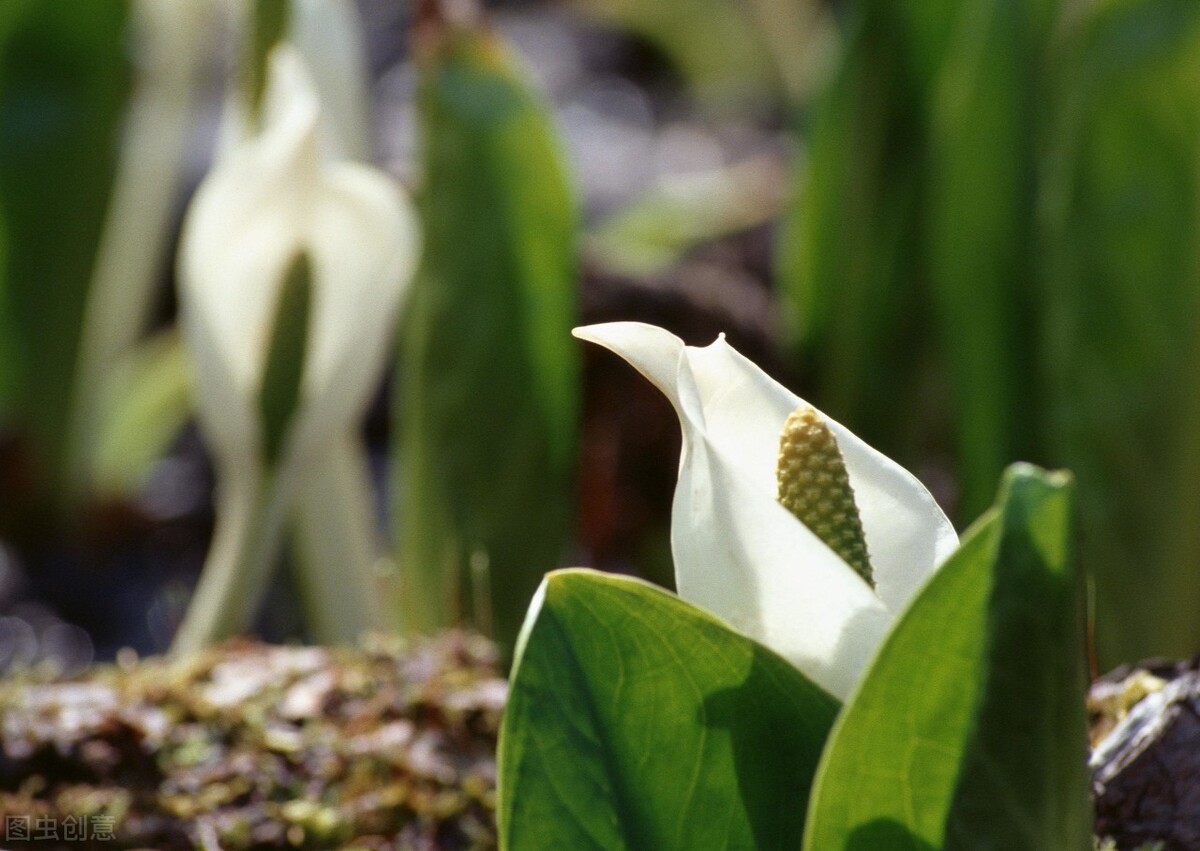 自然界嘴巴奇特的十种动物,十种奇特的自然界植物图片
