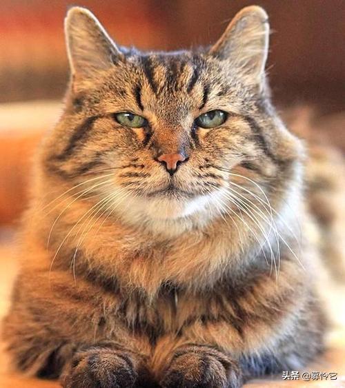 猫咪最长寿的方法,史上最长寿的猫咪