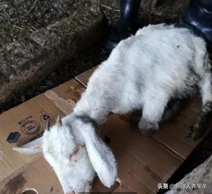 猪腿瘸一针搞定,羊腿瘸怎样一招解决