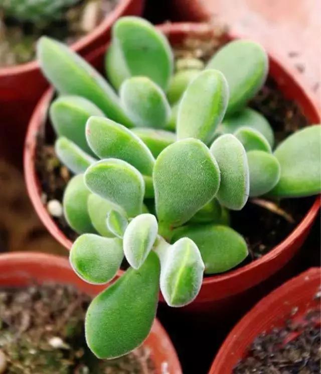 推荐轻松玩转100种常见多肉植物,700种多肉植物图鉴pdf百度云