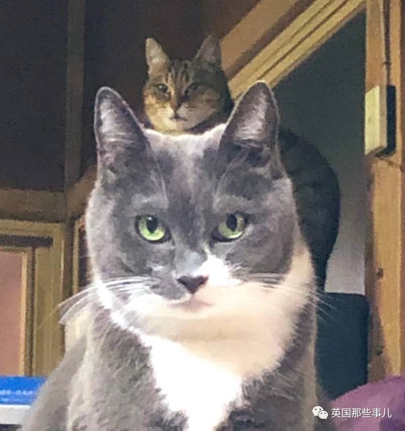 猫咪表情包喵星人,一组有故事的喵星人表情包