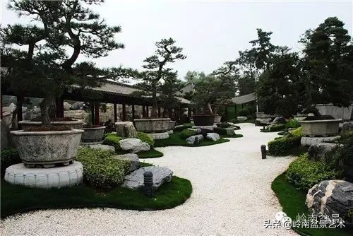 盆景修剪的八个常识,新手直播盆景入门基本知识