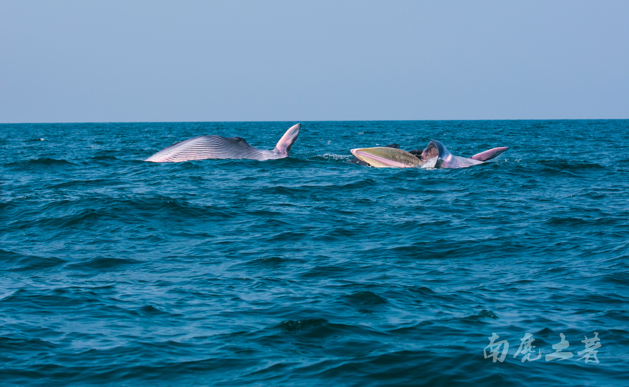 鎶栭煶缃戠孩椴搁奔,椴搁奔缃戠孩