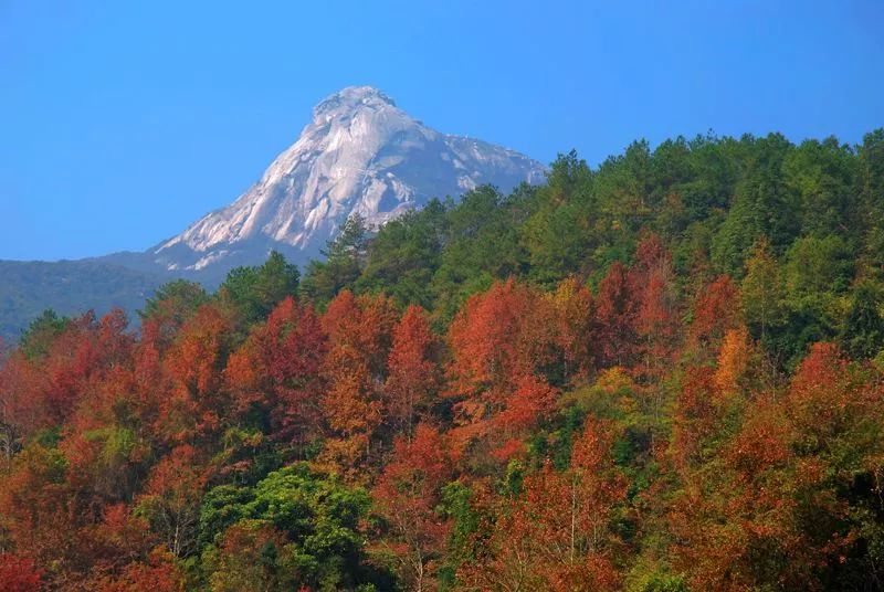 东莞周边11月份赏红叶好去处,东莞观音山看红叶攻略