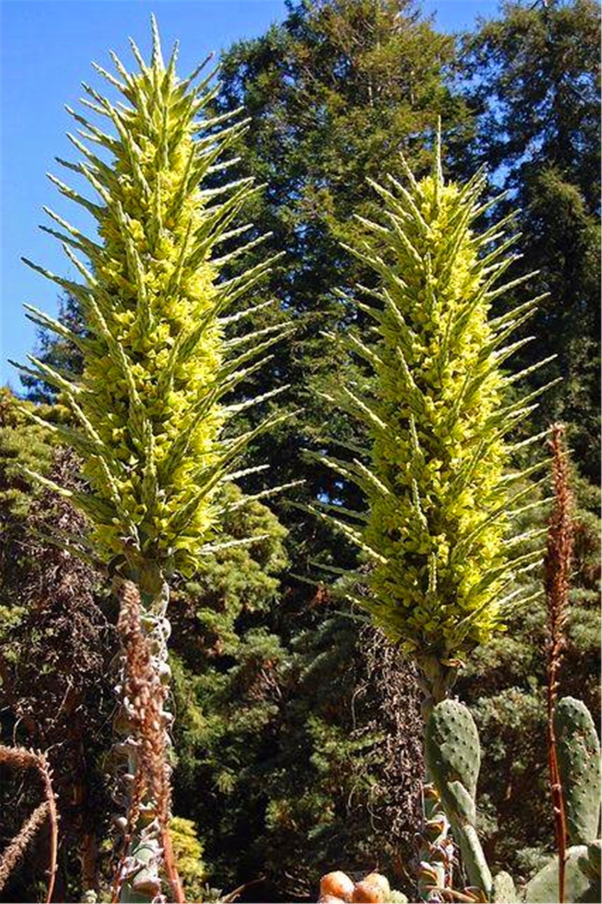 神奇植物“食羊树”，能自己抓羊吃，村民一发现就要立马烧毁