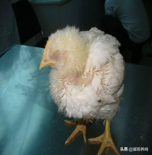 鸡腺胃型传支怎么预防,怎样预防鸡得腺胃炎