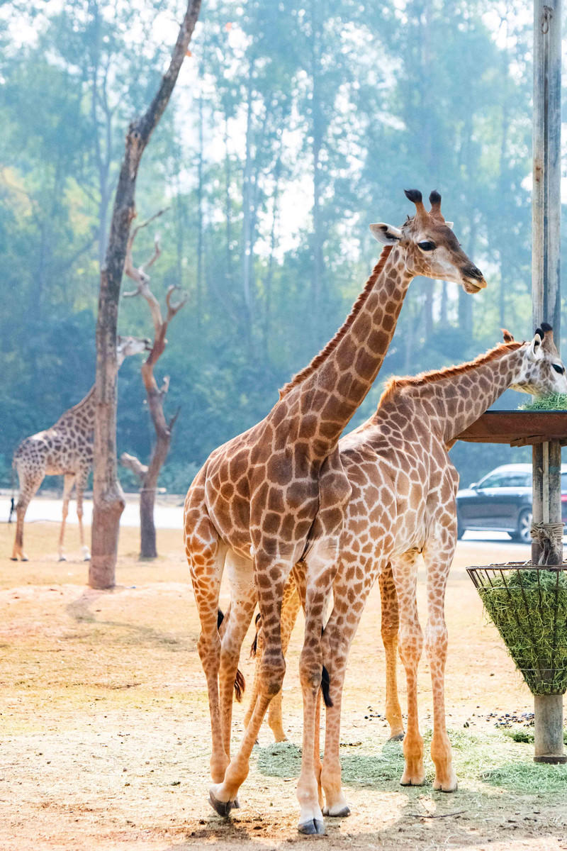 广州长隆野生动物世界旅游攻略,长隆野生动物世界攻略2-3天广州游