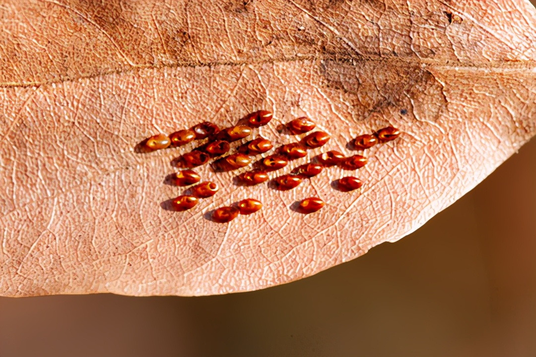 以前人们长虱子现在怎么没有了,为何30年前农村男女老少都有虱子