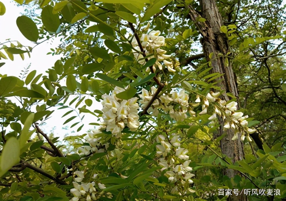 遥远的乡愁原文,遥远的乡愁1976