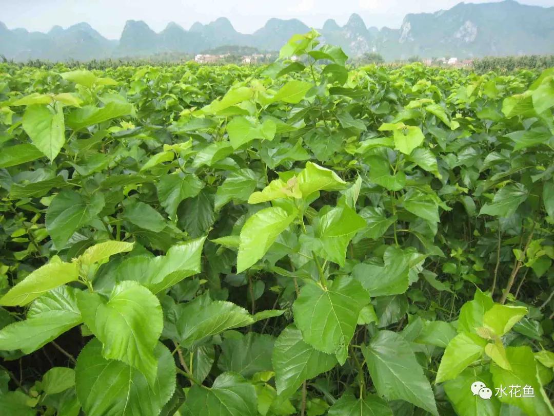 鱼类寄生虫用什么药,鱼类寄生虫怎么灭杀