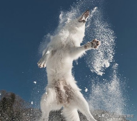 它趴在狼背上，指挥群狼，老猎户：它是狐狸与狼的后代，狼的军师