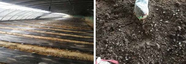 四大名菌羊肚菌功效,羊肚菌4大菌类介绍