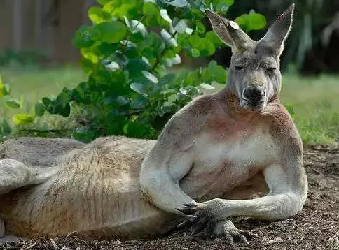 比狗还不如！澳洲国宝袋鼠做宠物口粮，就因为数量太多了……