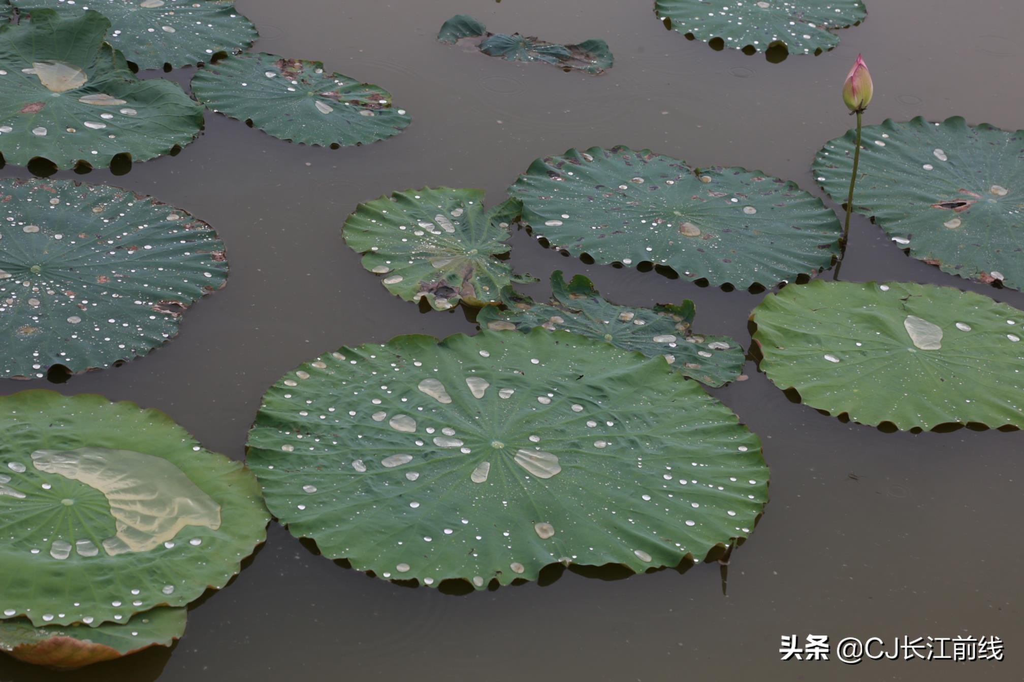 淮滨谷堆杨湾最新消息,淮滨谷堆杨湾风景