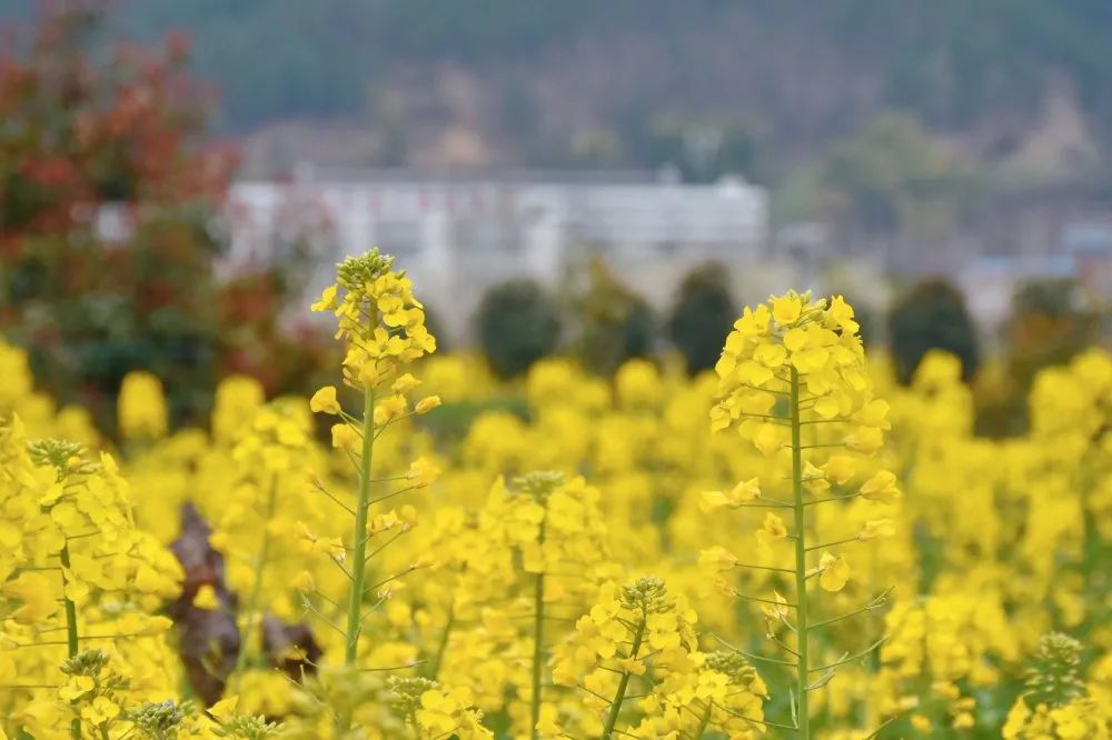 阳春3月桃花与油菜花交相辉映,三月的油菜花和樱花好看吗