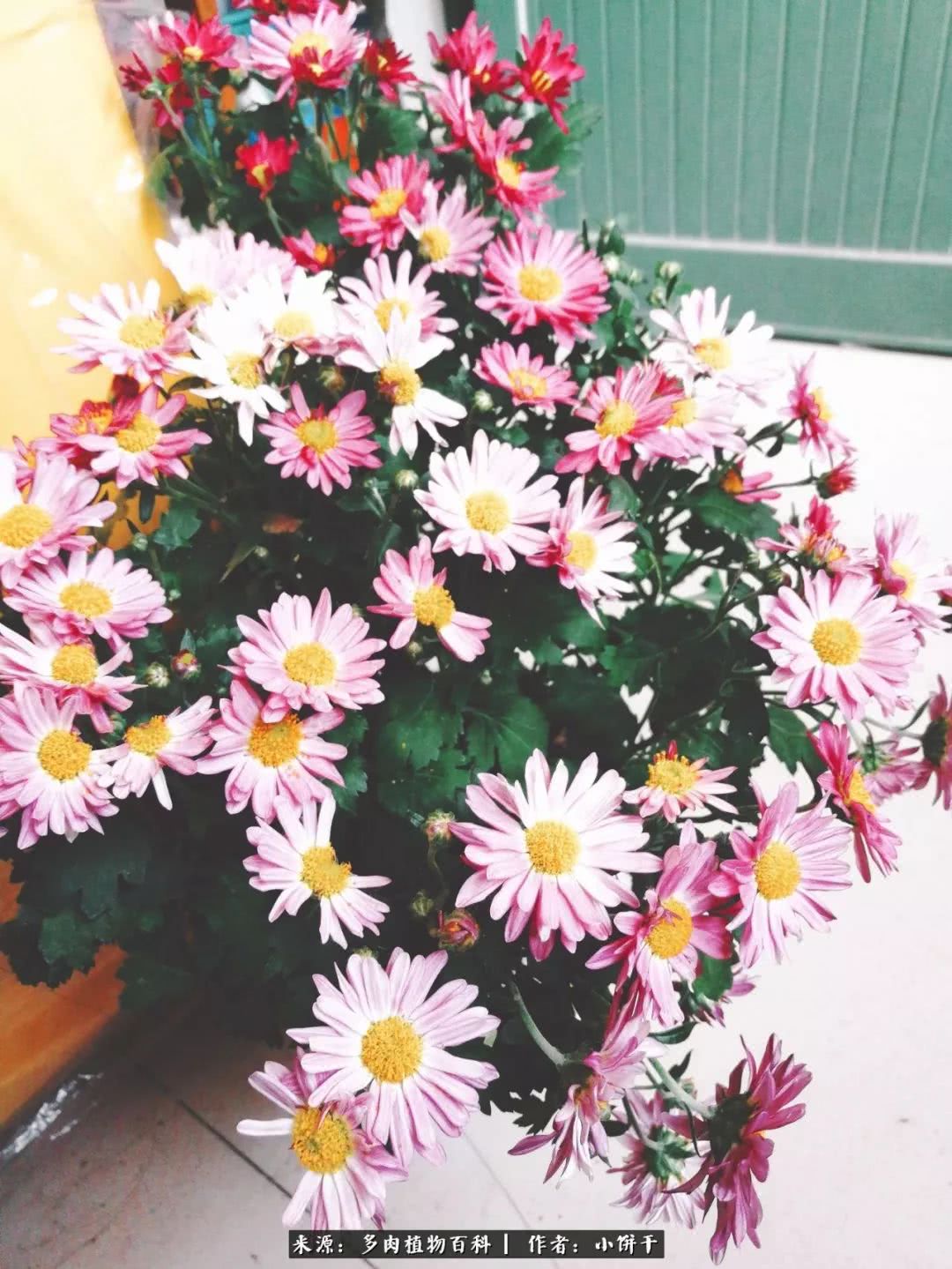 无肉不欢的肉瘾少女，日日沉迷于美色无法自拔！