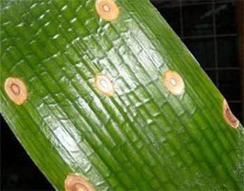 虎斑君子兰新叶没有斑是怎么回事,君子兰长了红斑病怎么治