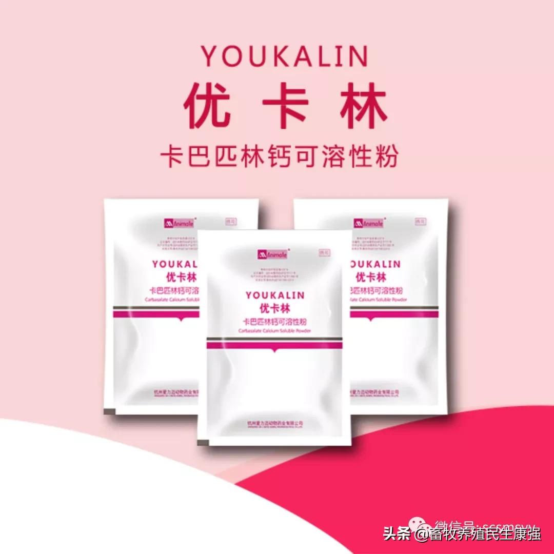 猪圆环病毒和副嗜血杆菌的关系,蓝耳病与猪圆环病毒