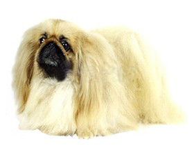 聪明的小宠物狗都有哪些品种,哪种宠物狗最聪明听话又好养