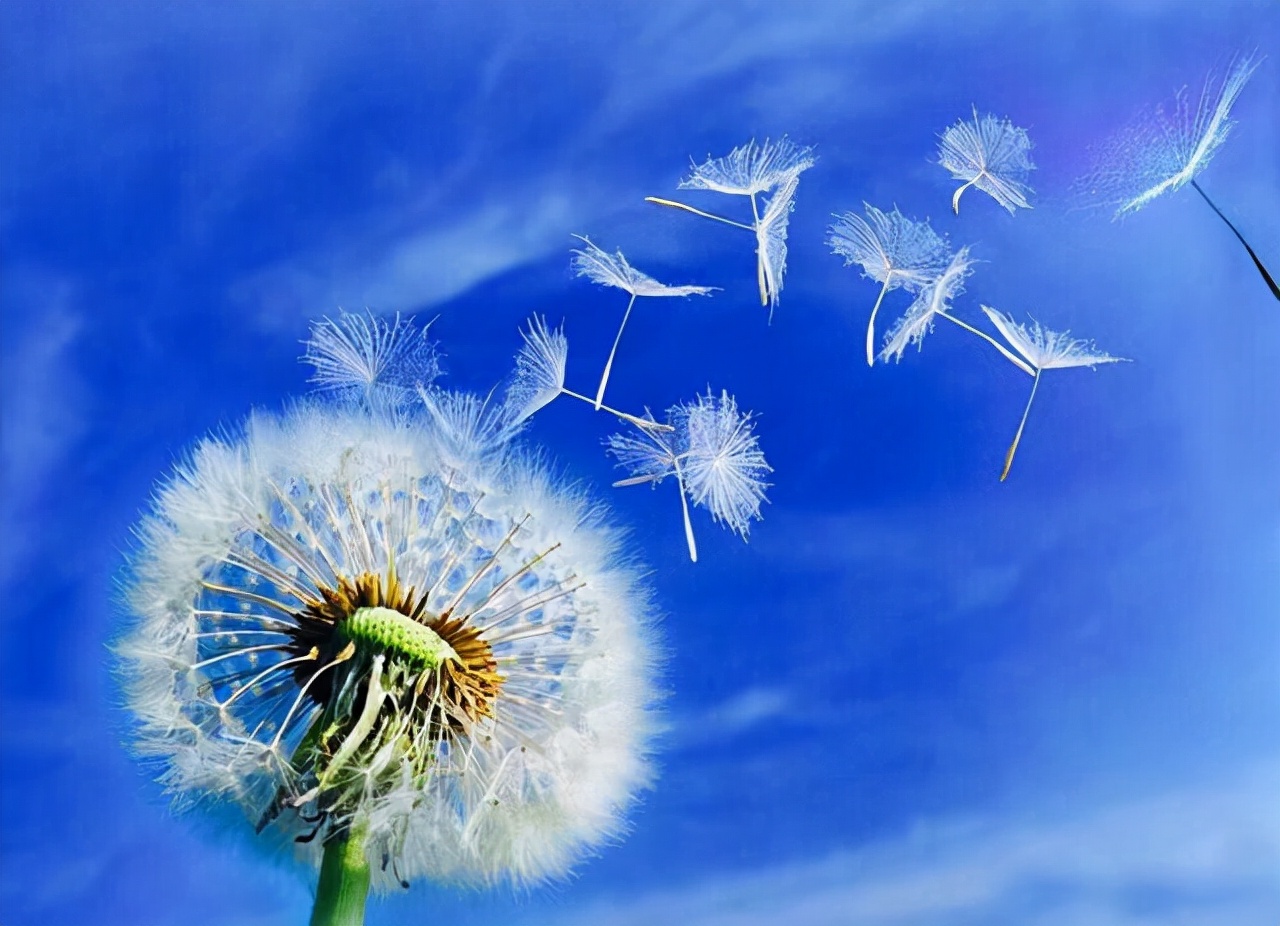 长时间喝蒲公英水对结节有帮助吗,结节喝蒲公英能消除吗