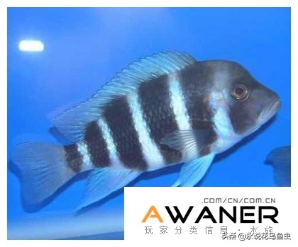 慈鲷六间混养,慈鲷科有哪些