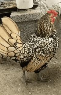 姑娘搞笑跳舞,妹子跳舞搞笑图片