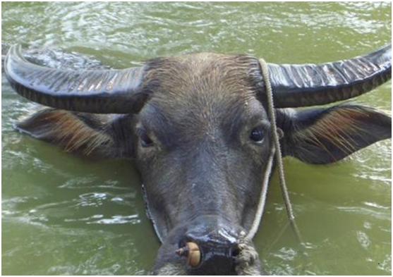 尼里拉菲水牛品种,什么水牛品种最好