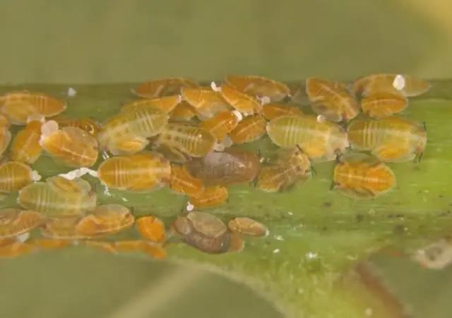 柑橘木虱的防治,柑橘木虱几月份防治好