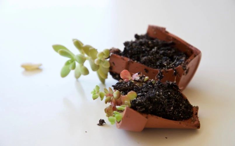 塑料盆和陶瓷盆哪个种花好,塑料盆和紫砂盆哪个养兰花好