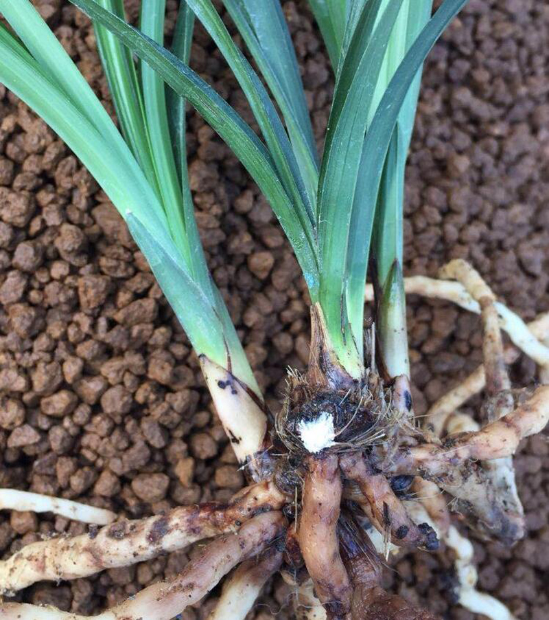 新买的兰花苗怎么样上盆,兰花上盆步骤详细演示讲解