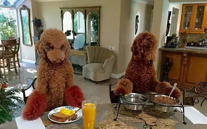 巨型贵宾犬和泰迪的区别图片对比,巨型贵宾犬与小泰迪