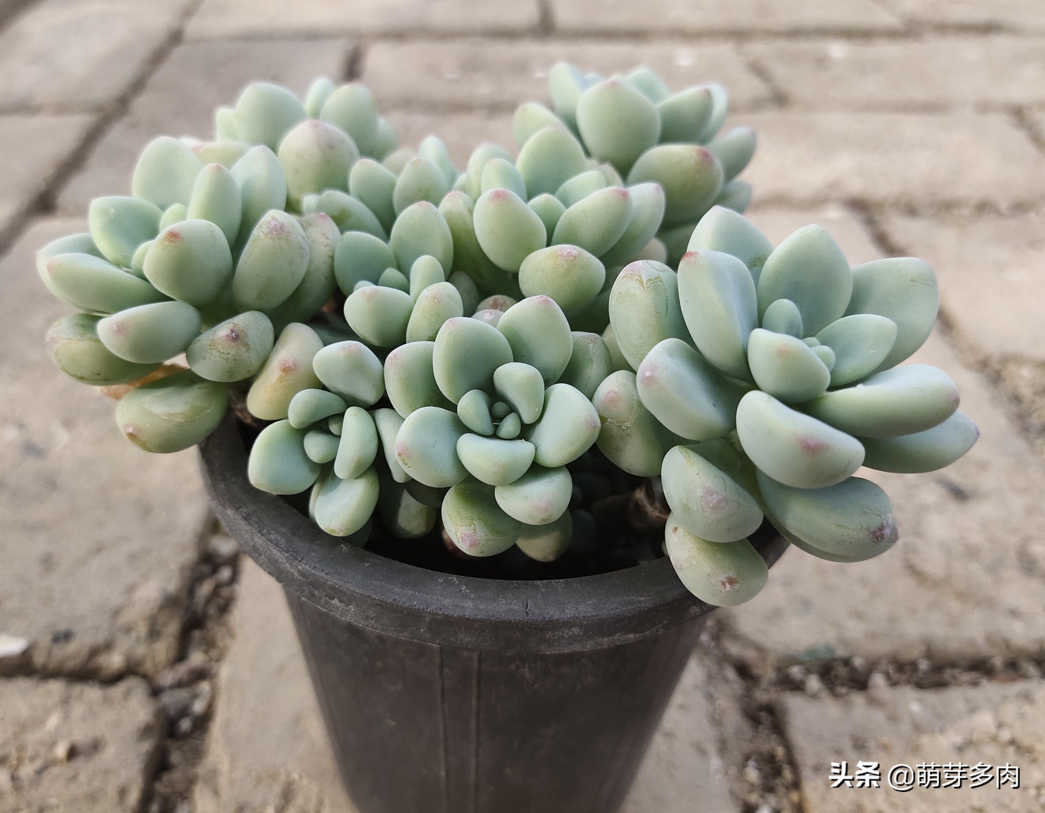 多肉植物下雨天,下雨后多肉怎么防止病害