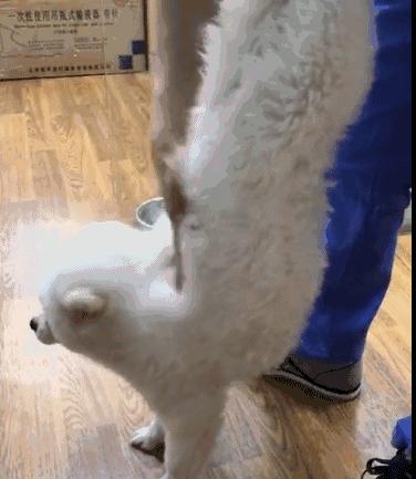 狗吃了毒香肠多久发作,狗误食毒香肠