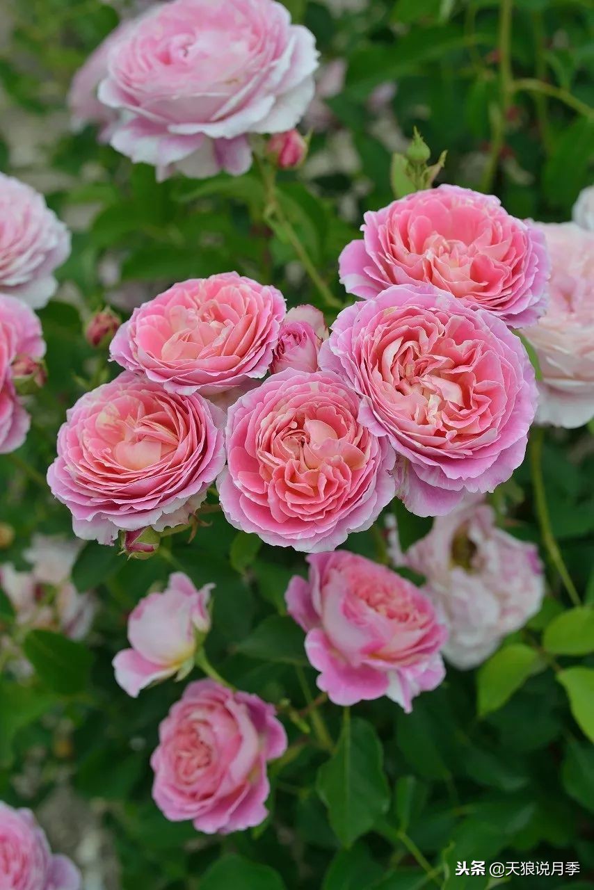 最好看的多种月季,浪漫迷人的月季