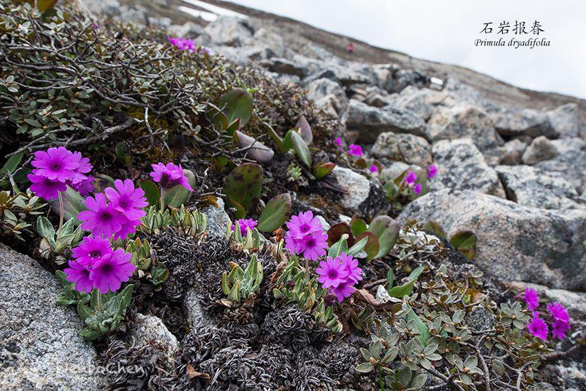 草甸报春花图片,高山草甸报春花图片
