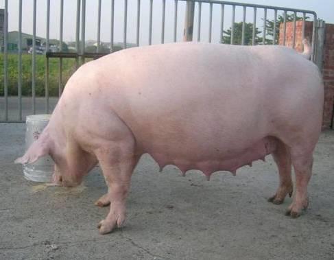 养猪30年的临床经验分享给大家