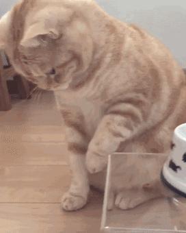 宠物猫太胖好不好,宠物猫怎么减肥